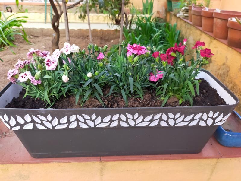 Revisione aperta modale 1 su 2