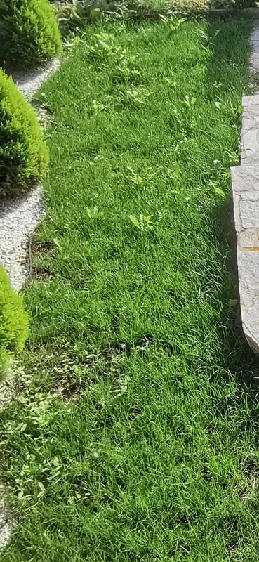 Revisione aperta modale 1 su 1