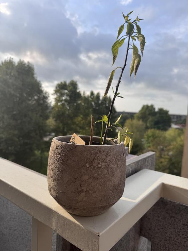 Revisione aperta modale 1 su 1