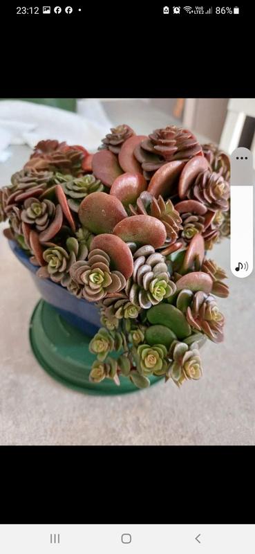 Revisione aperta modale 3 su 6