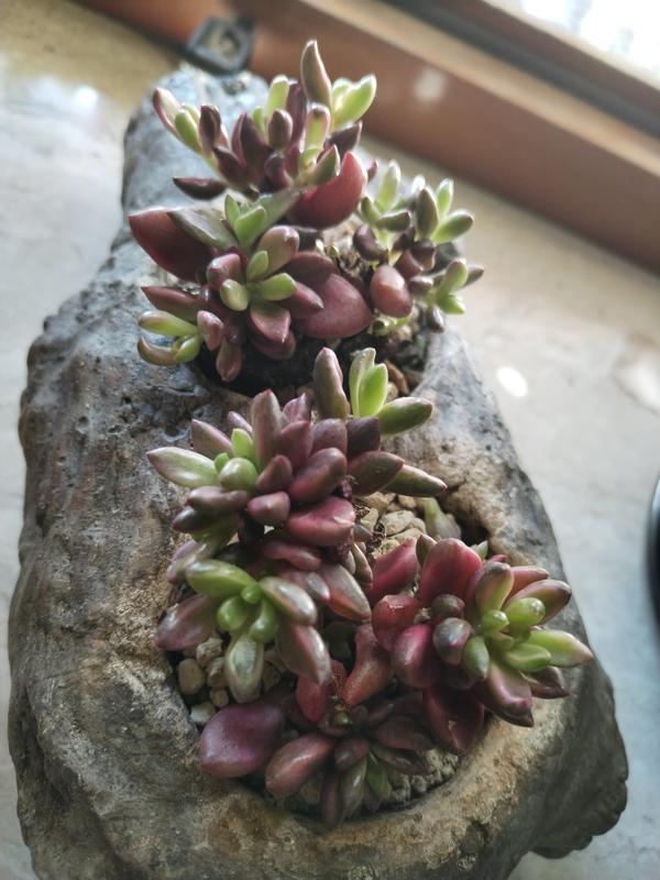 Revisione aperta modale 1 su 1