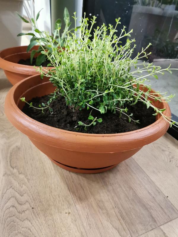 Revisione aperta modale 1 su 1