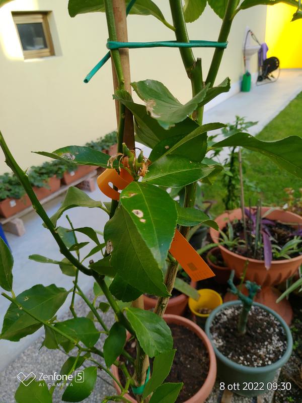 Revisione aperta modale 1 su 4