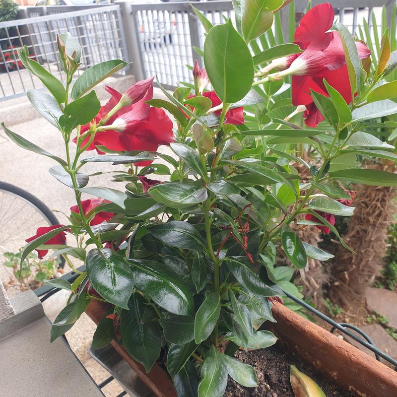 Revisione aperta modale 1 su 1