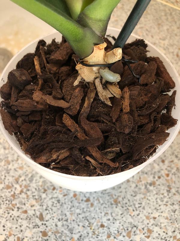 Revisione aperta modale 1 su 1