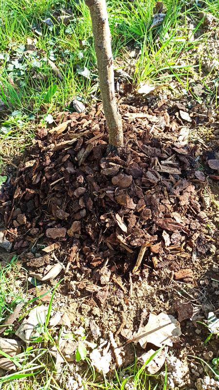 Revisione aperta modale 2 su 2