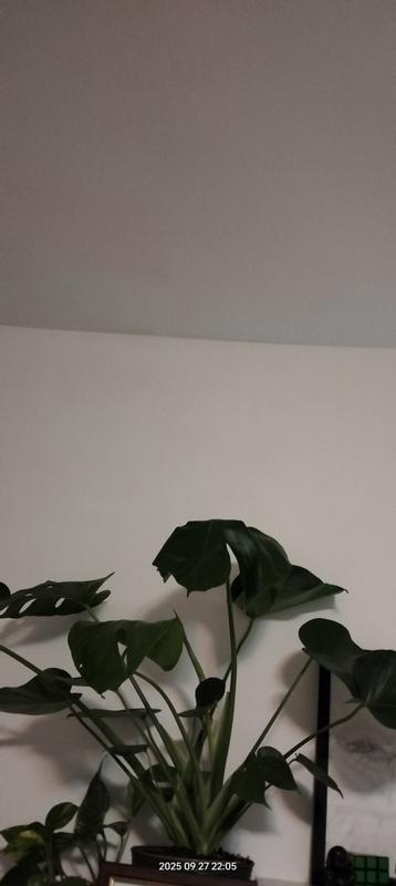 Revisione aperta modale 2 su 2