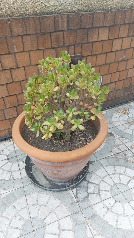 Revisione aperta modale 1 su 1