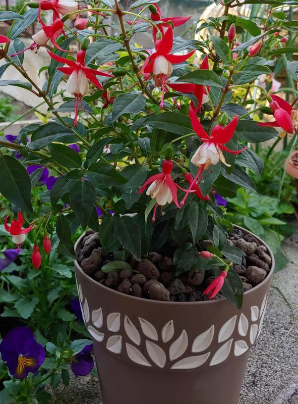 Revisione aperta modale 2 su 3