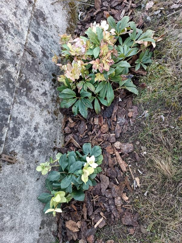 Revisione aperta modale 3 su 3