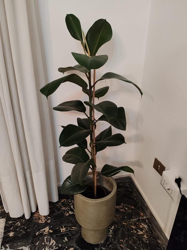 Revisione aperta modale 1 su 1