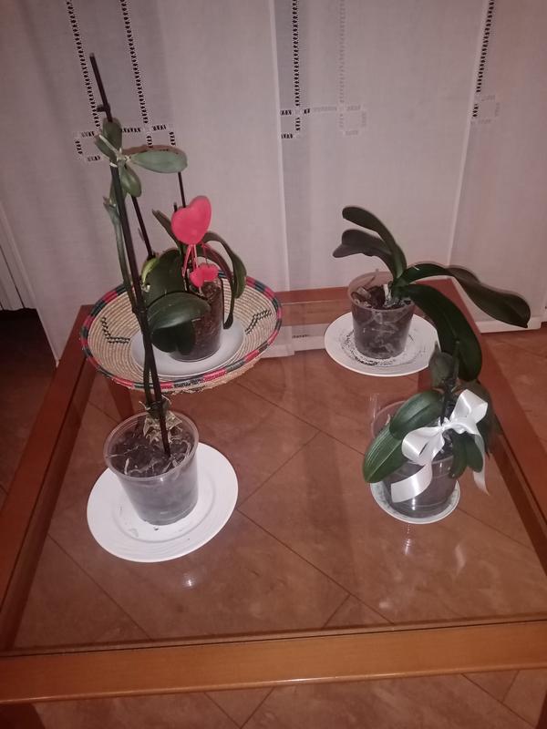 Revisione aperta modale 1 su 1