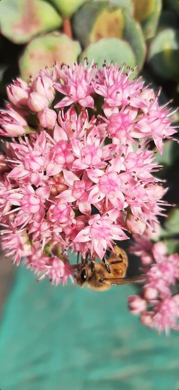 Revisione aperta modale 1 su 6