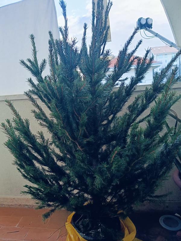 Revisione aperta modale 2 su 2