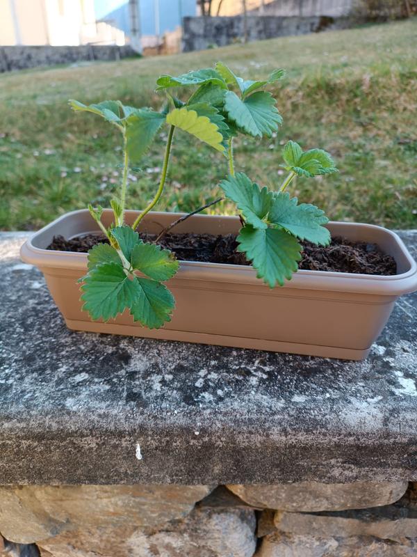 Revisione aperta modale 2 su 3