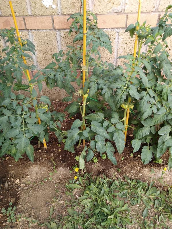 Revisione aperta modale 2 su 2