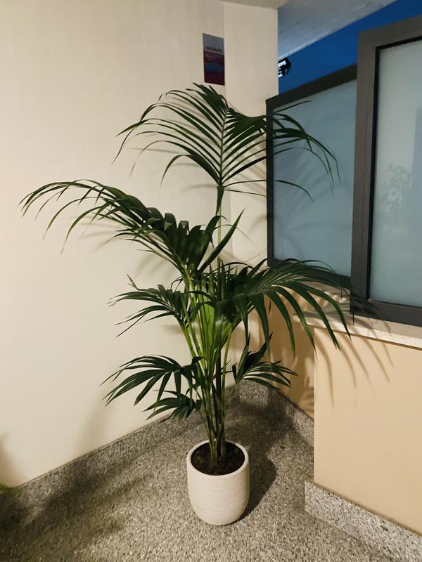 Revisione aperta modale 1 su 1