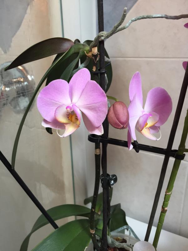 Revisione aperta modale 1 su 1