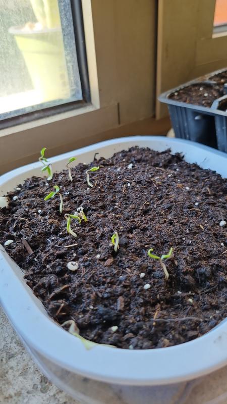 Revisione aperta modale 1 su 2