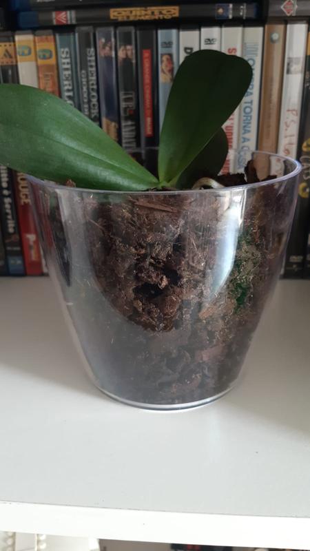 Revisione aperta modale 1 su 1