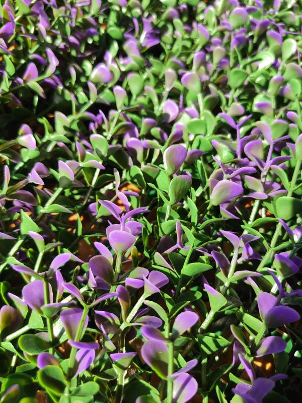 Revisione aperta modale 3 su 5