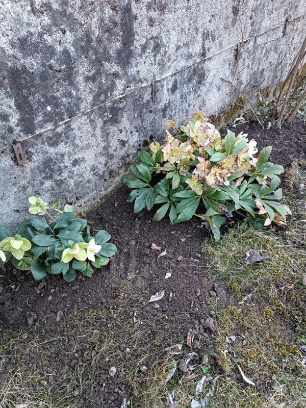 Revisione aperta modale 2 su 3