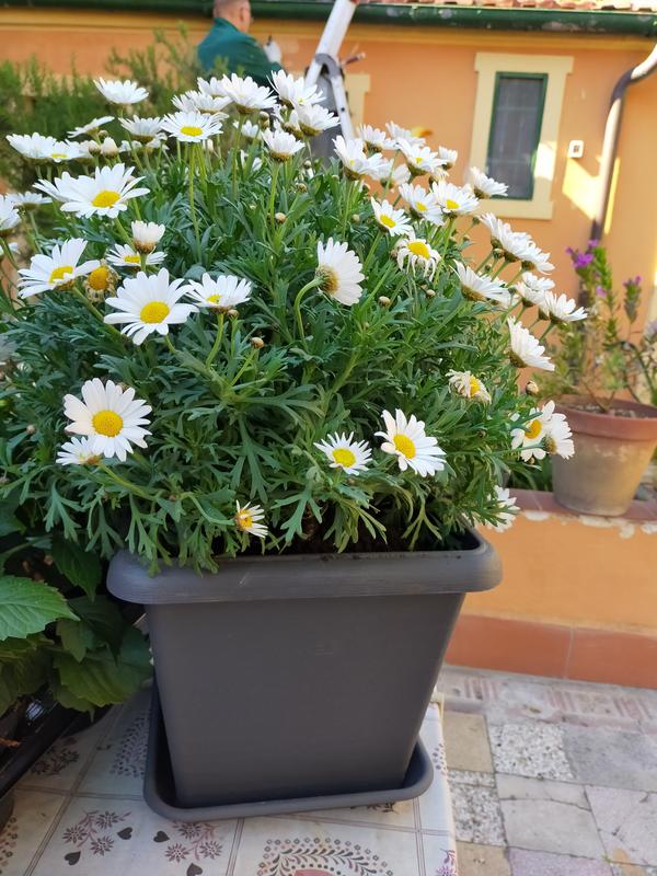 Revisione aperta modale 2 su 2