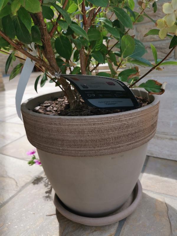 Revisione aperta modale 1 su 1