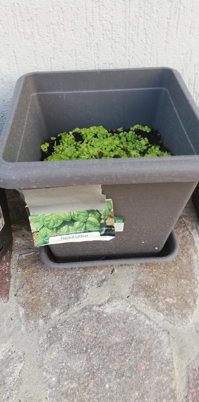 Revisione aperta modale 1 su 1