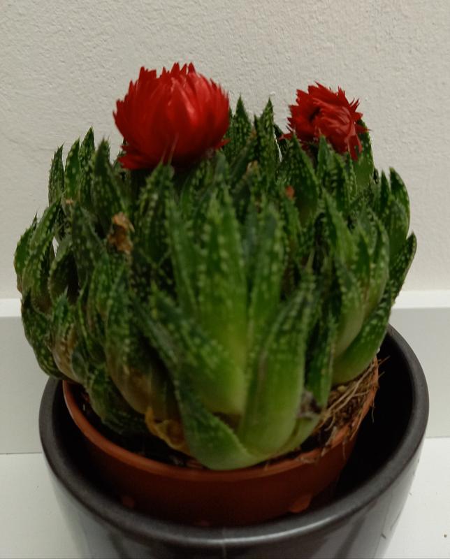 Revisione aperta modale 1 su 3