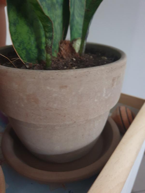 Revisione aperta modale 1 su 1