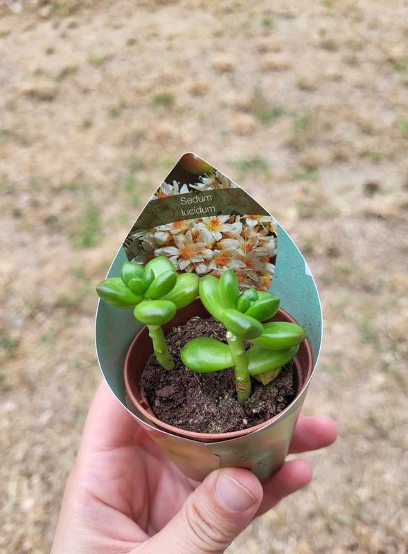 Revisione aperta modale 1 su 2