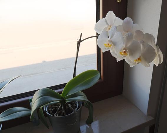 Revisione aperta modale 1 su 1