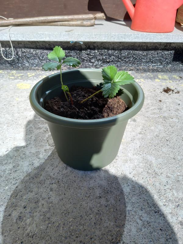 Revisione aperta modale 1 su 1