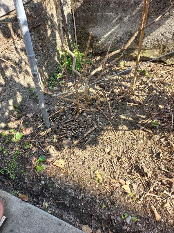 Revisione aperta modale 3 su 4