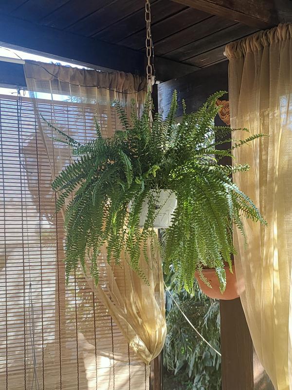 Revisione aperta modale 1 su 1