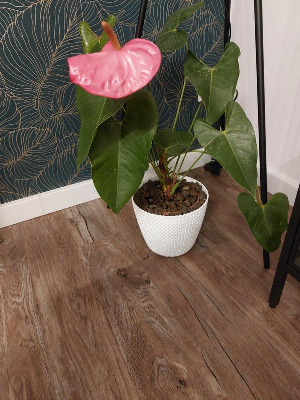 Revisione aperta modale 1 su 1