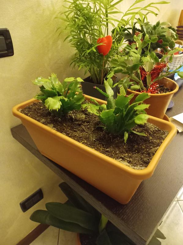 Revisione aperta modale 1 su 1