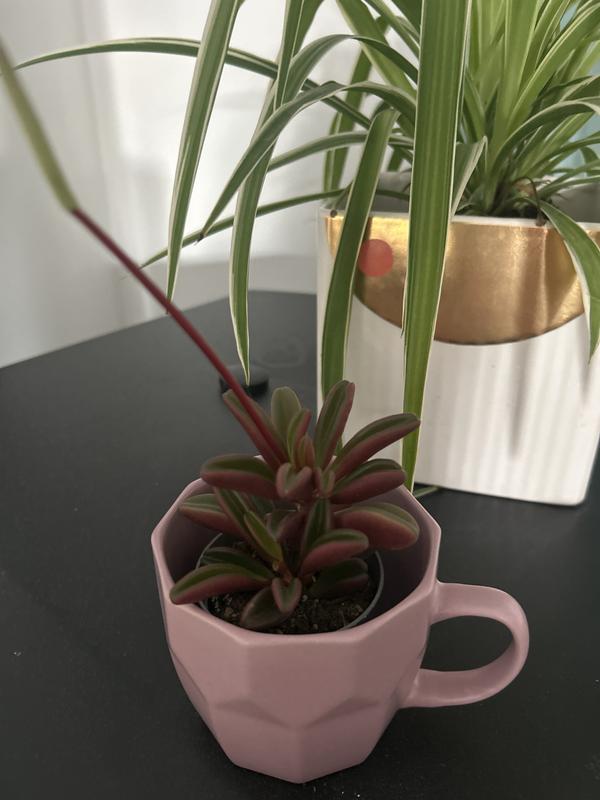 Revisione aperta modale 1 su 1