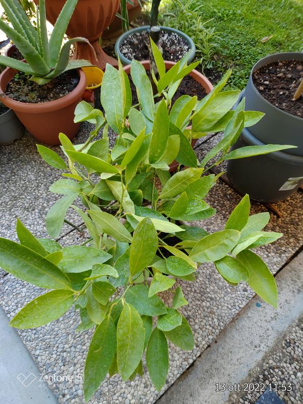 Revisione aperta modale 3 su 4