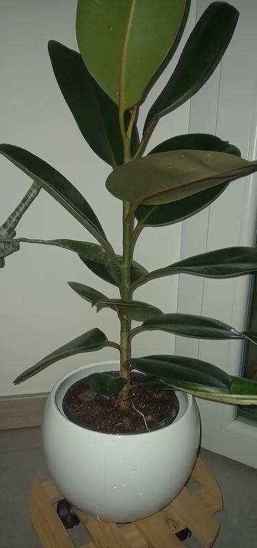 Revisione aperta modale 1 su 1