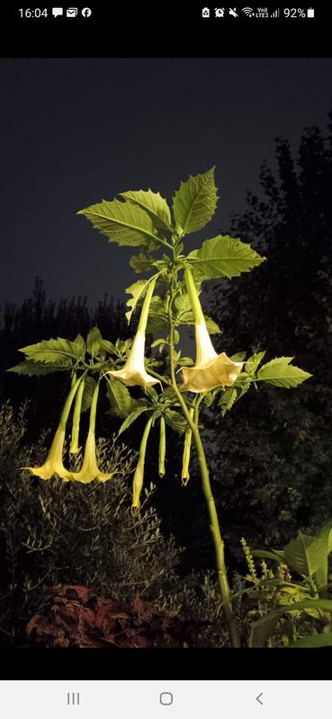 Revisione aperta modale 4 su 6