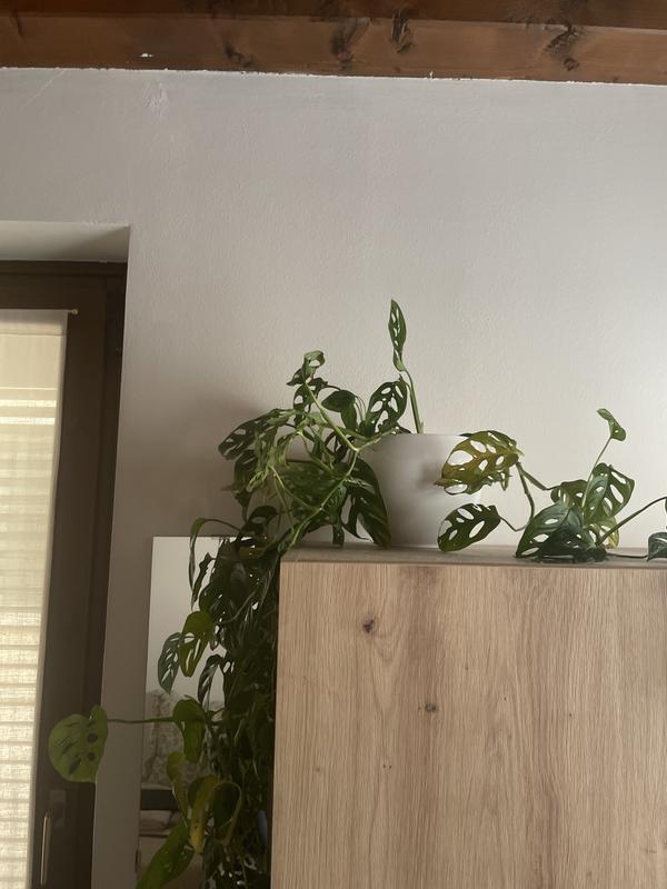 Revisione aperta modale 1 su 2