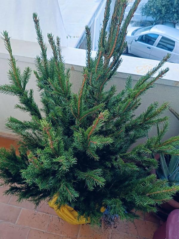 Revisione aperta modale 1 su 2