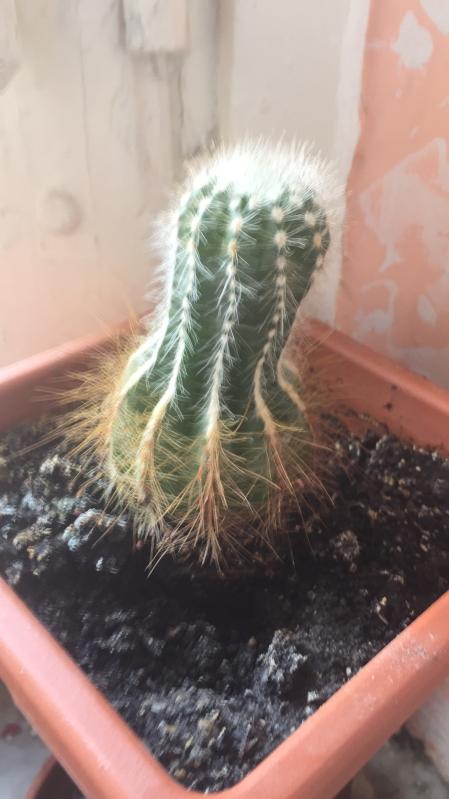 Revisione aperta modale 5 su 5