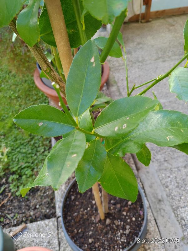 Revisione aperta modale 4 su 4