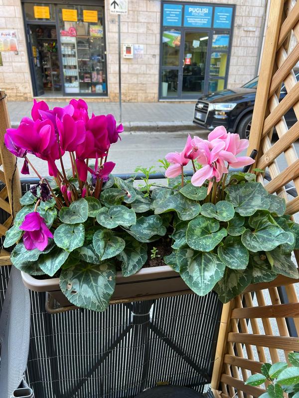 Revisione aperta modale 1 su 1