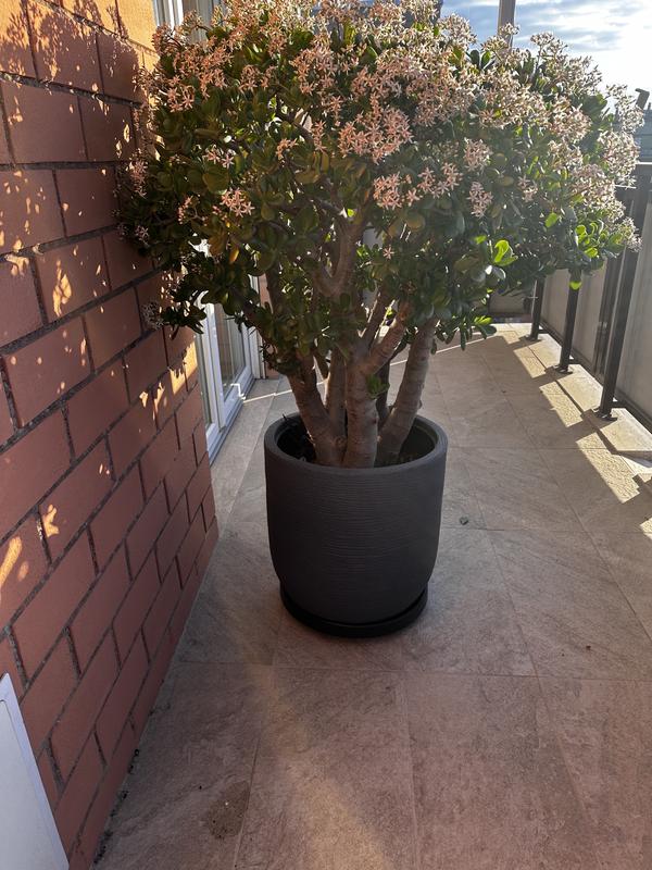 Revisione aperta modale 1 su 2