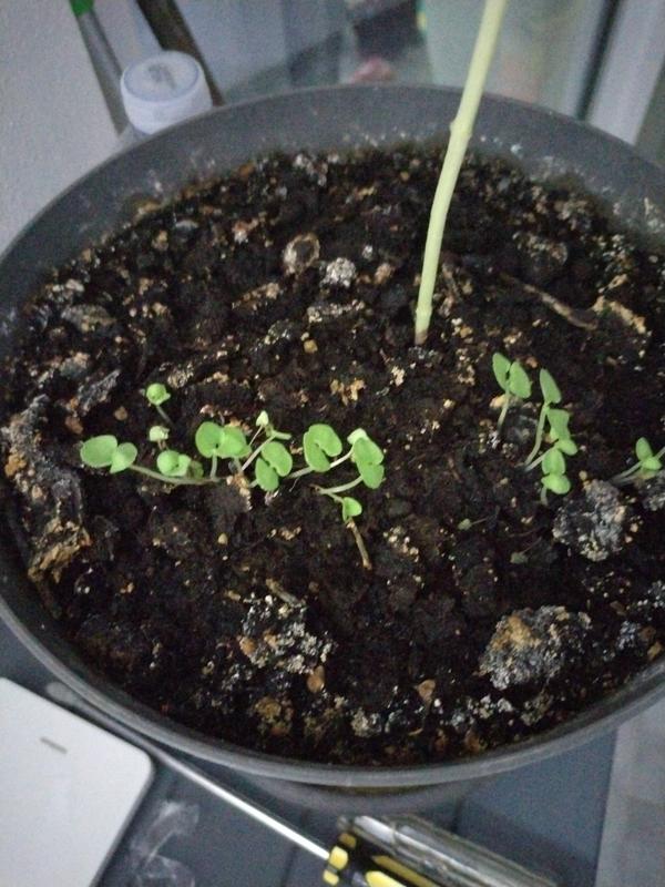 Revisione aperta modale 1 su 1