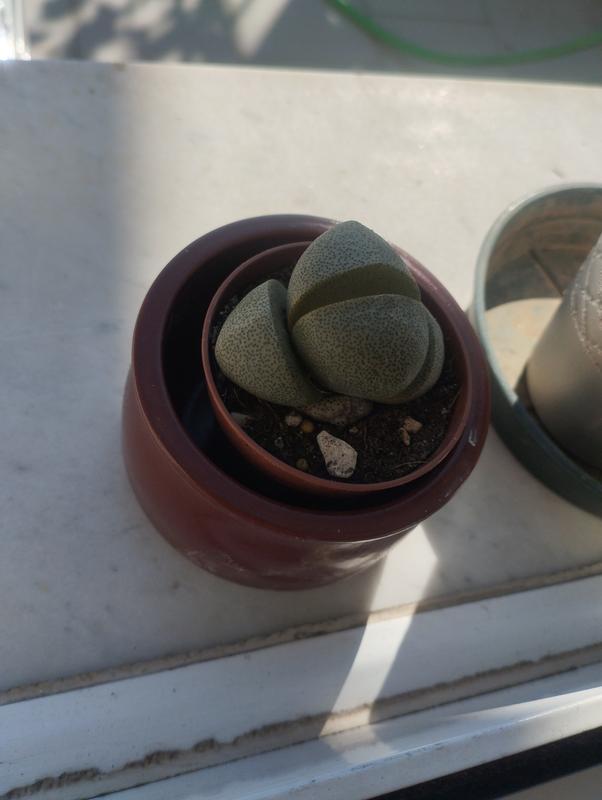 Revisione aperta modale 1 su 1